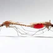 Anopheles gambiae в процессе спаривания