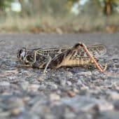 Кузнечик Xanthippus corallipes